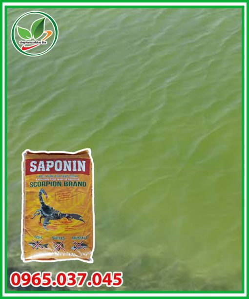 Saponin diệt cá tạp trong ao nuôi-03