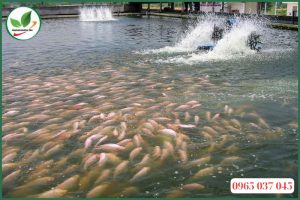 Cách xử lý nước ao nuôi cá an toàn
