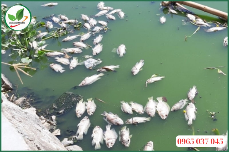 Tác hại của nước ao nuôi cá bị ô nhiễm