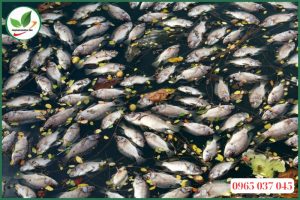 Cách xử lý ao nuôi cá bị ô nhiễm