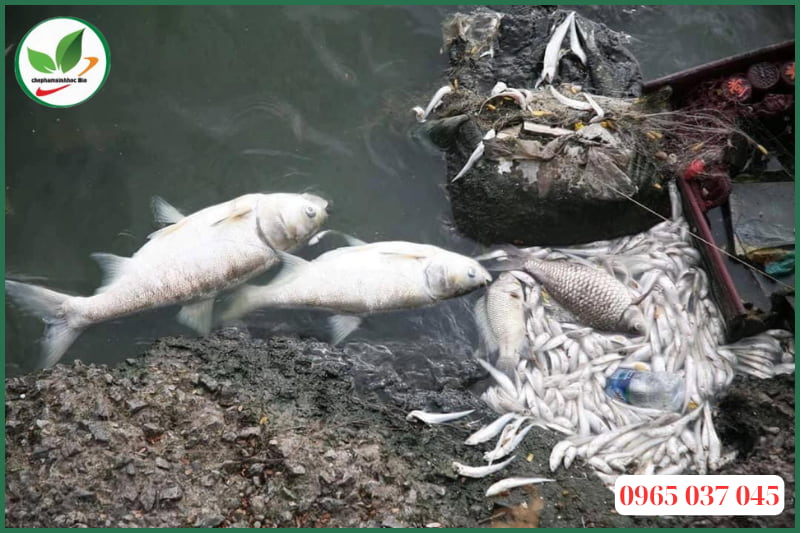 Tác hại của ao nuôi cá bị ô nhiễm