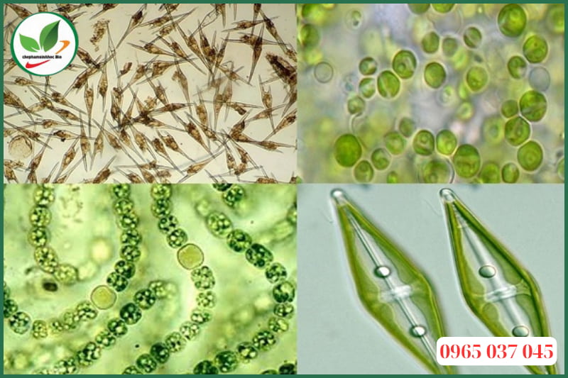 Các loại tảo độc trong ao nuôi tôm 