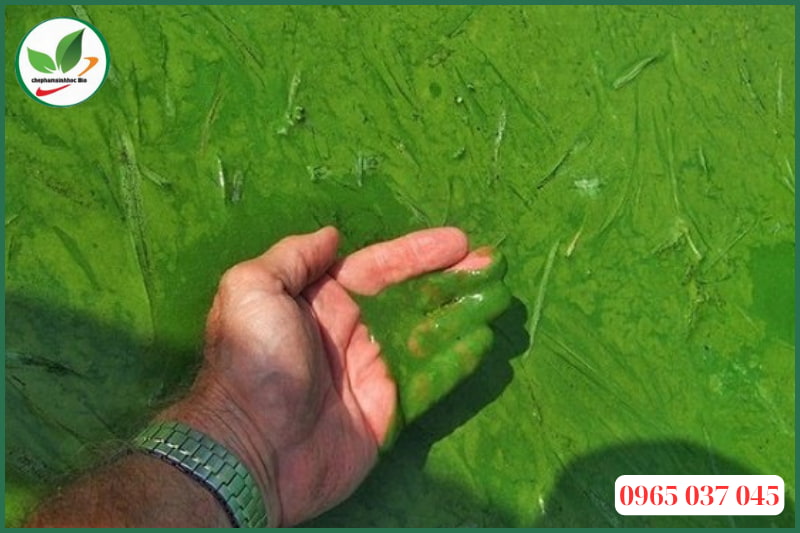 Cách diệt tảo xanh trong hồ cá