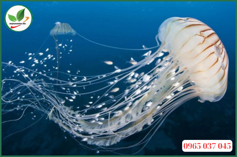 Cách ngăn ngừa sứa trong ao nuôi tôm