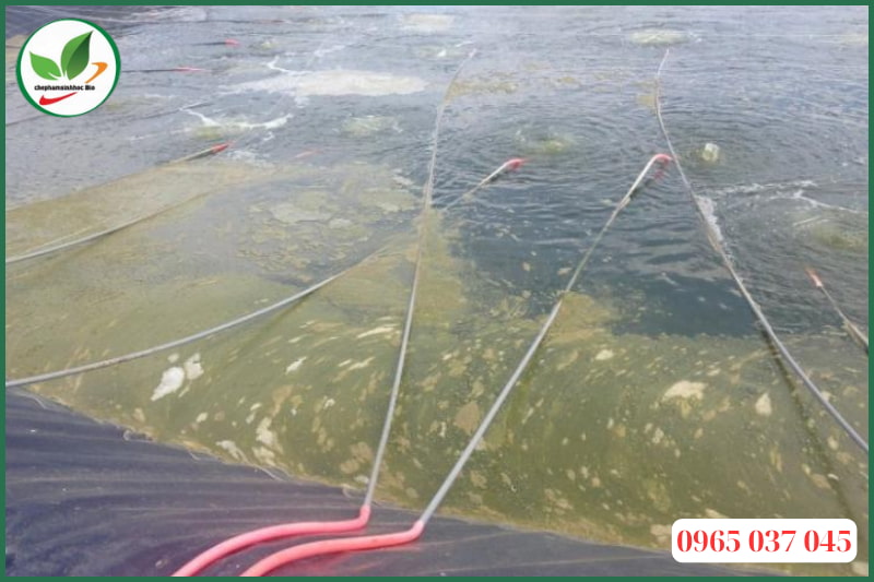 Cách xử lý tảo tàn trong ao nuôi tôm