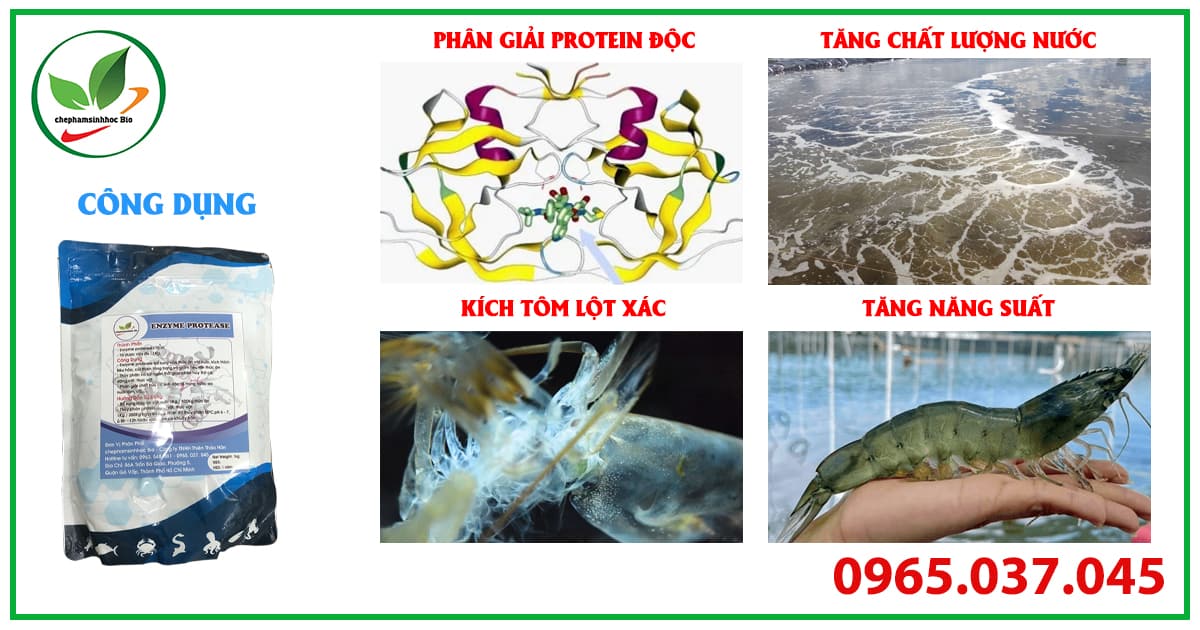 Công dụng của Enzyme Protease