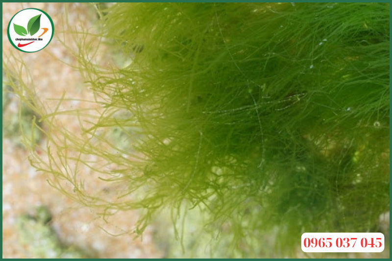 Lợi ích của tảo khuê đối với ao nuôi