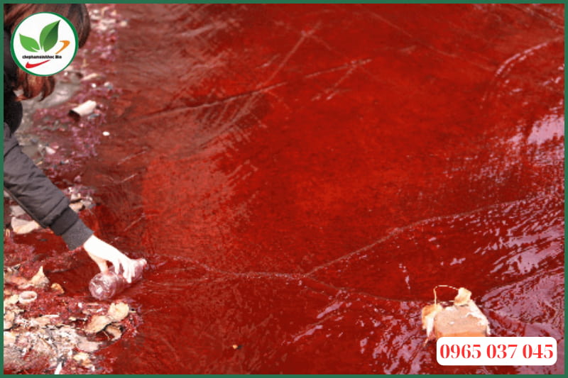 Tác hại của nước ao tôm có màu đỏ