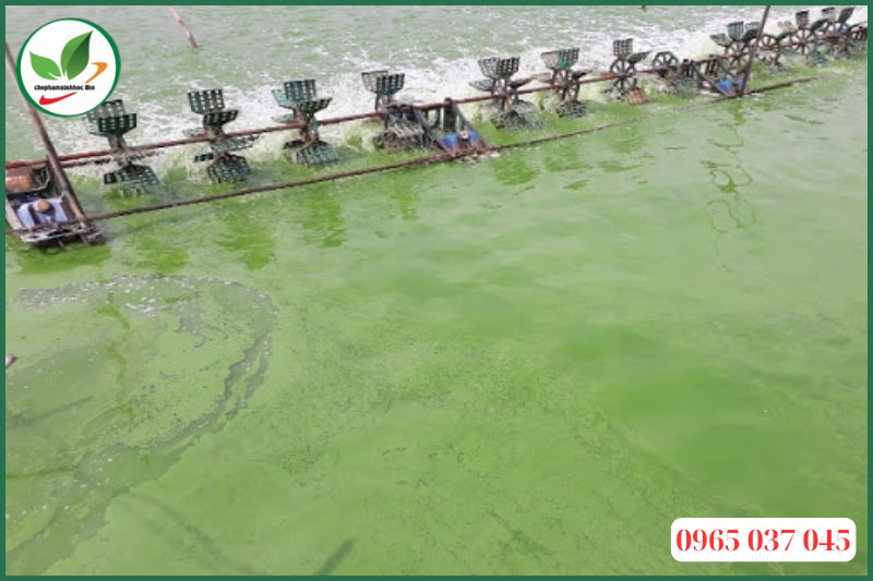 Tác hại của tảo độc trong ao nuôi tôm