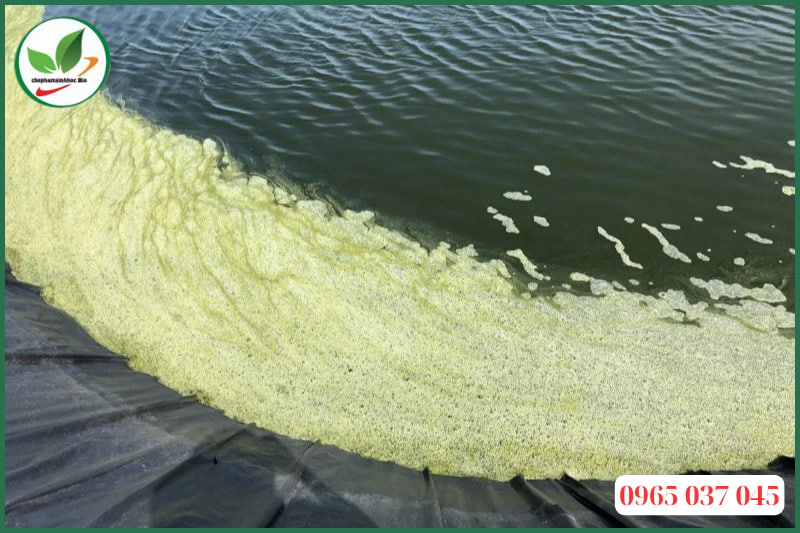 Tác hại của tảo tàn trong ao nuôi tôm