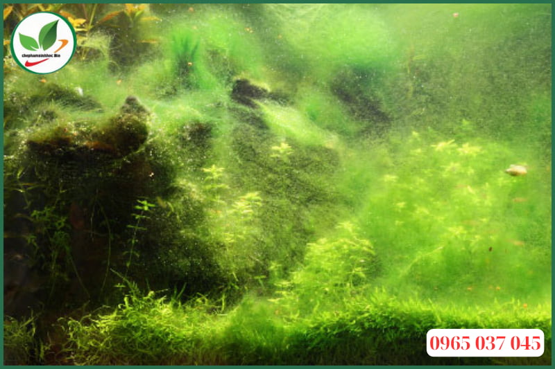 hồ cá xuất hiện rêu xanh