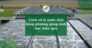 Cách xử lý nước thải bằng phương pháp sinh học hiệu quả